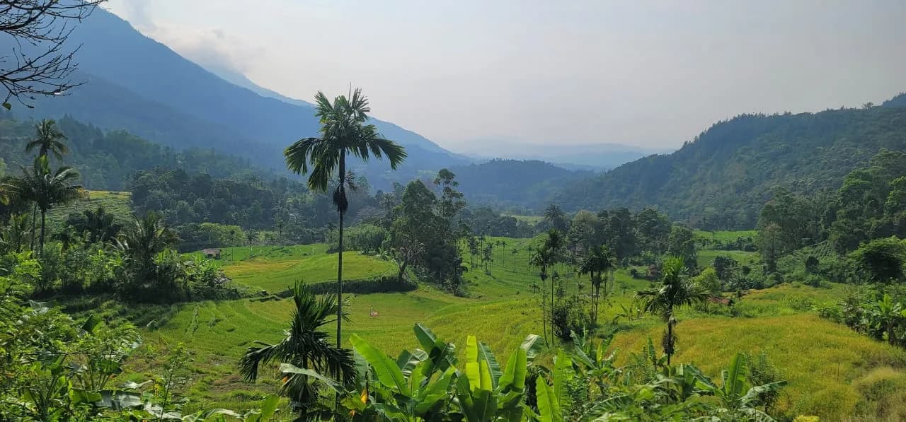 Panoramic view of terraced paddy fields and Betel Nut Tree surrounded by the Sabaragamuwa mountains.